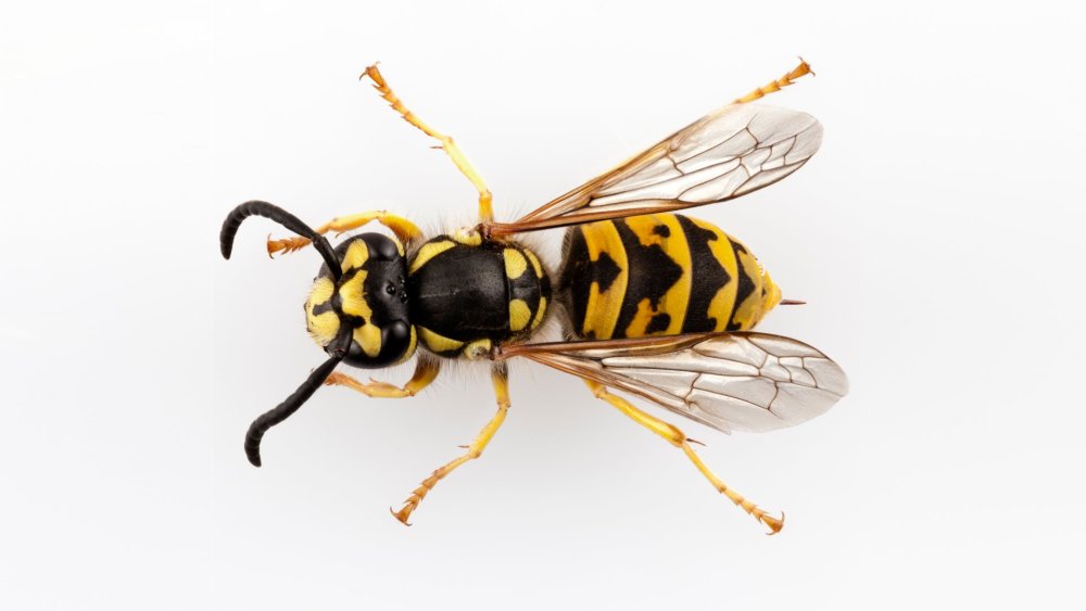 Оса на белом фоне