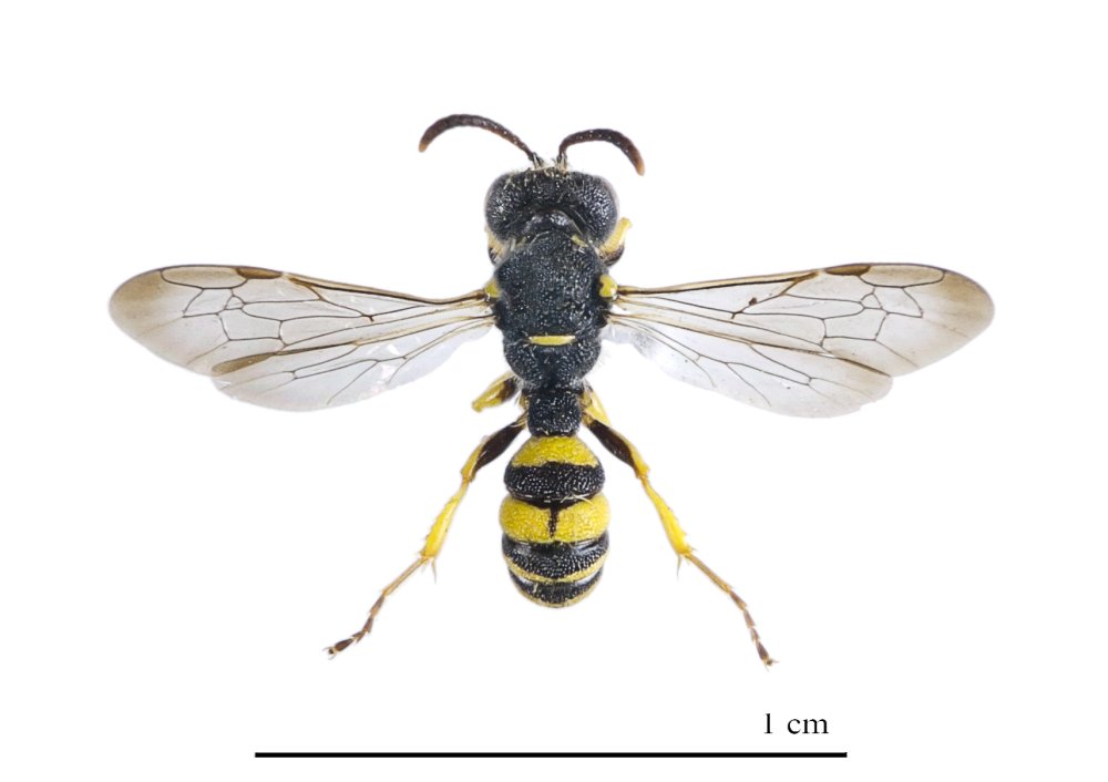 Песочная Оса