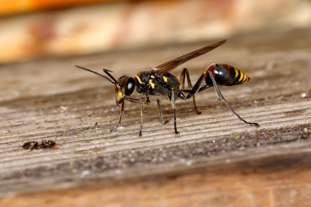 Оса для детей