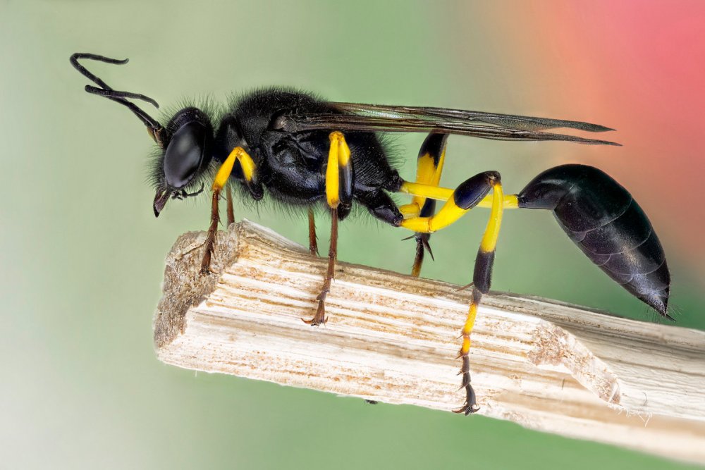 Оса пелопей