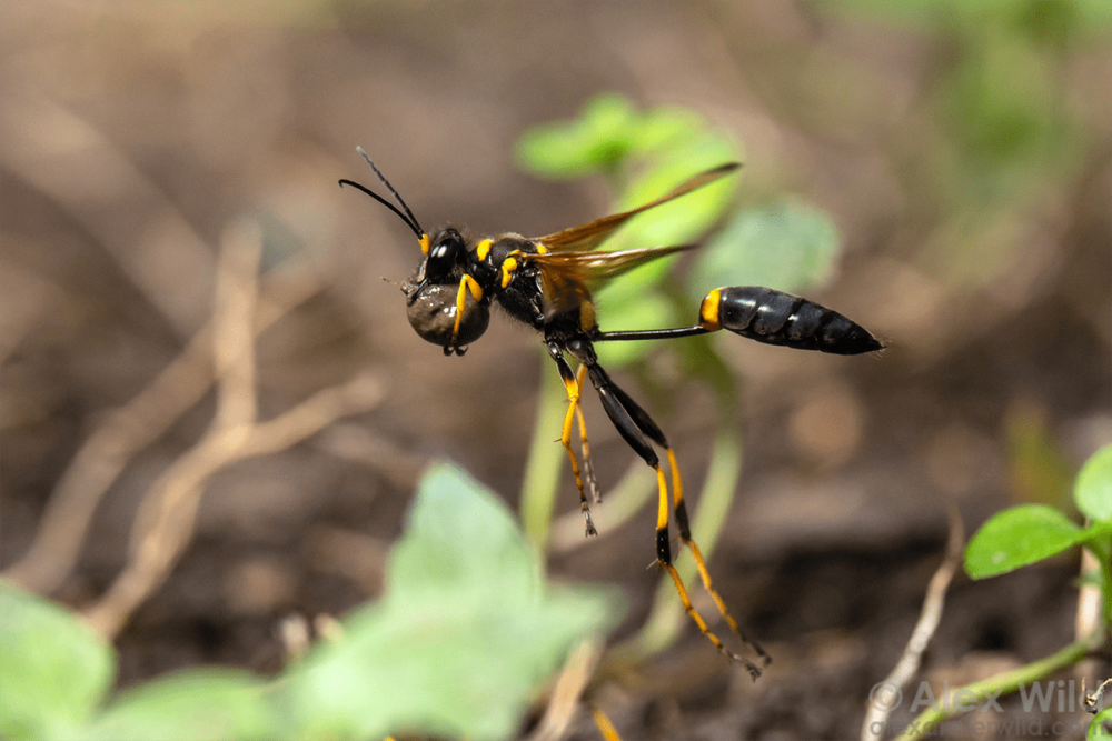 Mud Dauber Оса