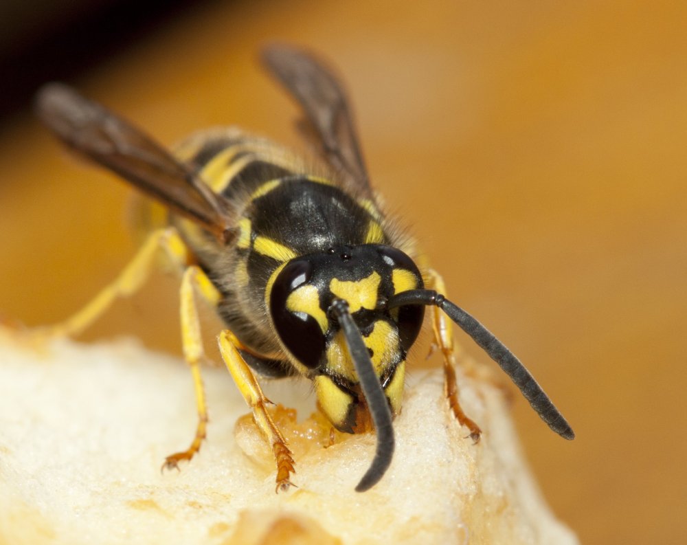 Маленькие черные осы