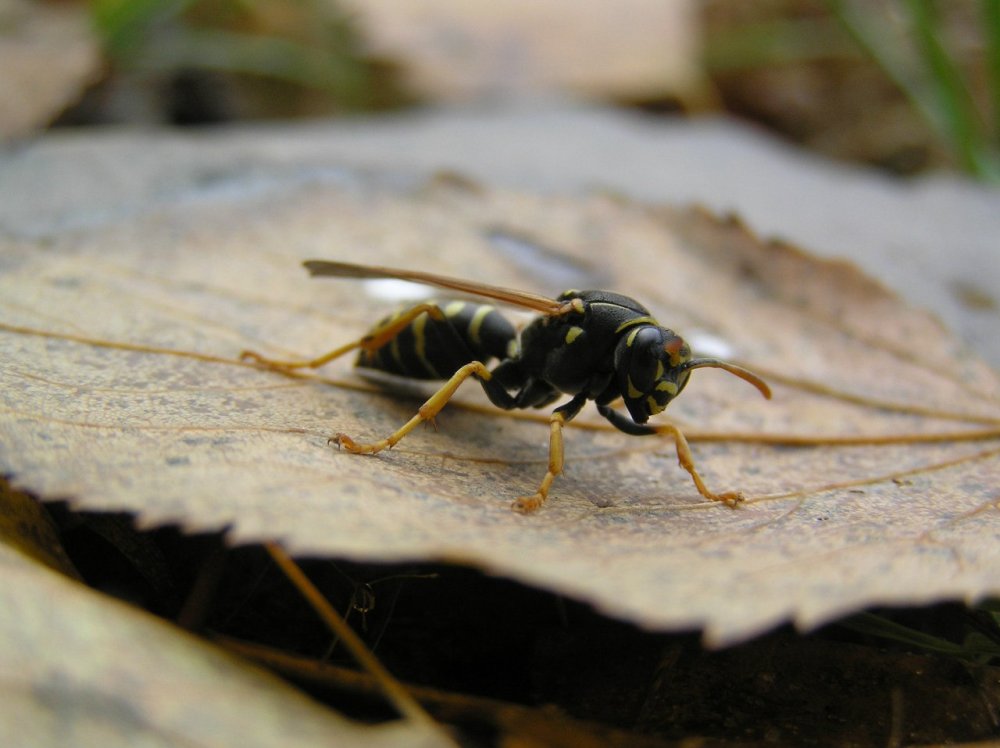 Пелопей обыкновенный