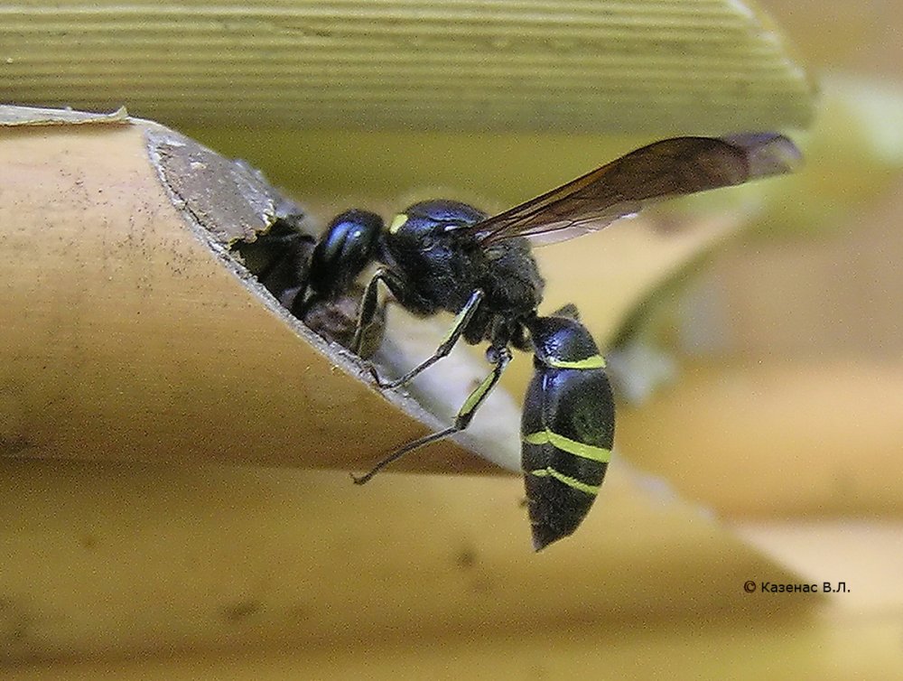 Одиночные осы