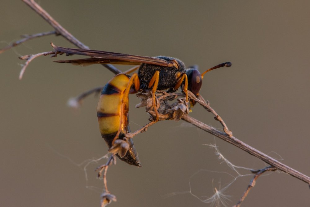 Шершень обыкновенный
