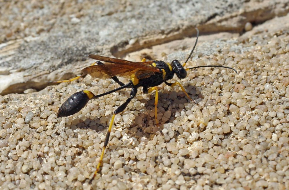 Мексиканская Оса