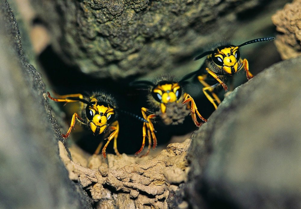 Детеныш осы