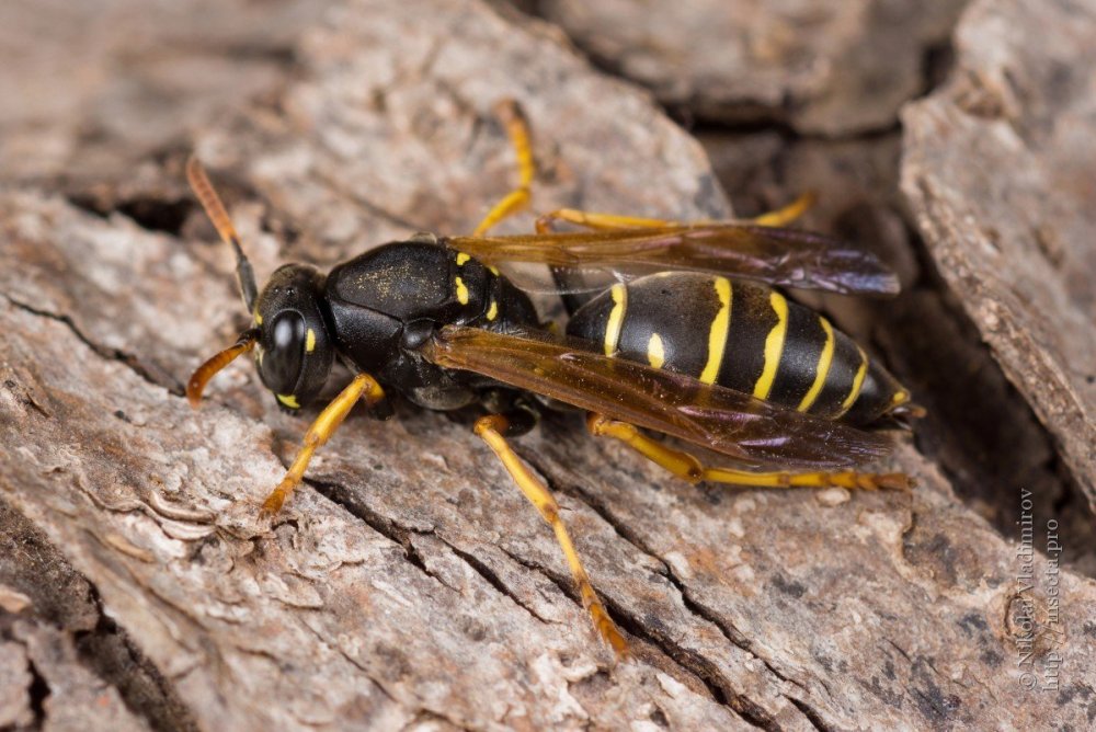 Строение шершня обыкновенного