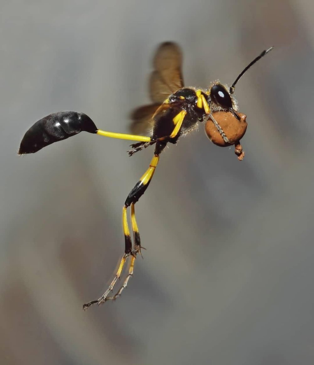 Оса броненосец