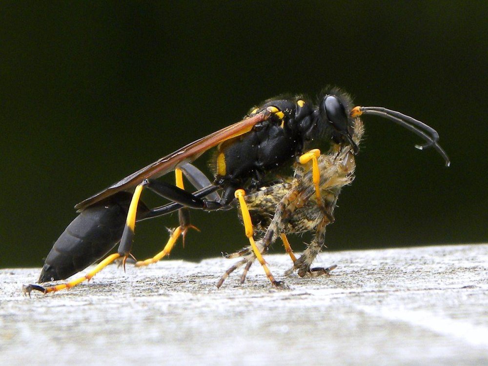 Сцелифрон пелопей