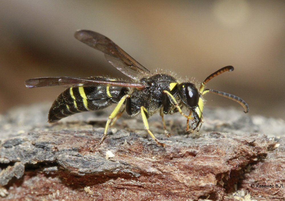 Оса обыкновенная на белом