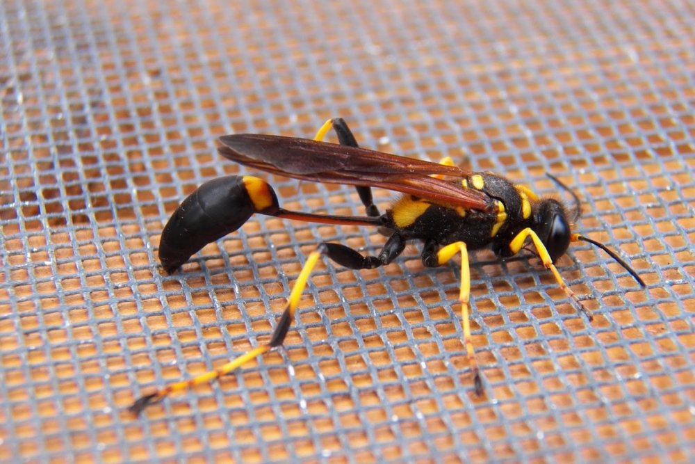 Оса пелопей личинки