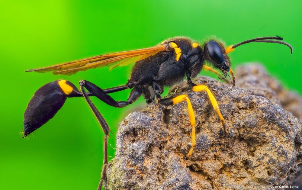 Иллюстрация на белом фоне Оса