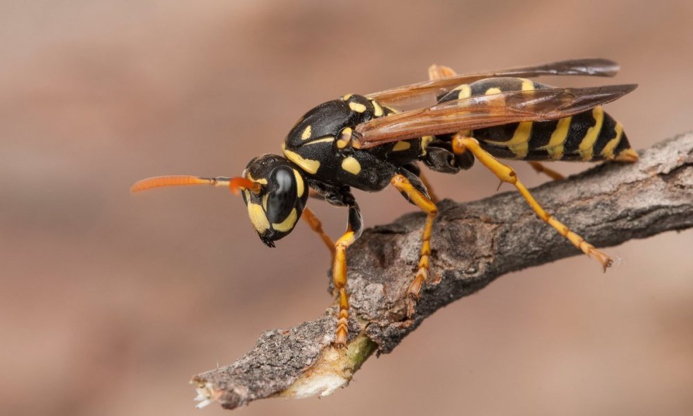 Черная Оса пелопей