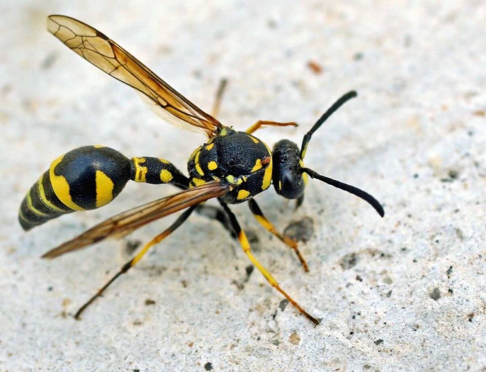 Пчелиный волк фото крупным планом