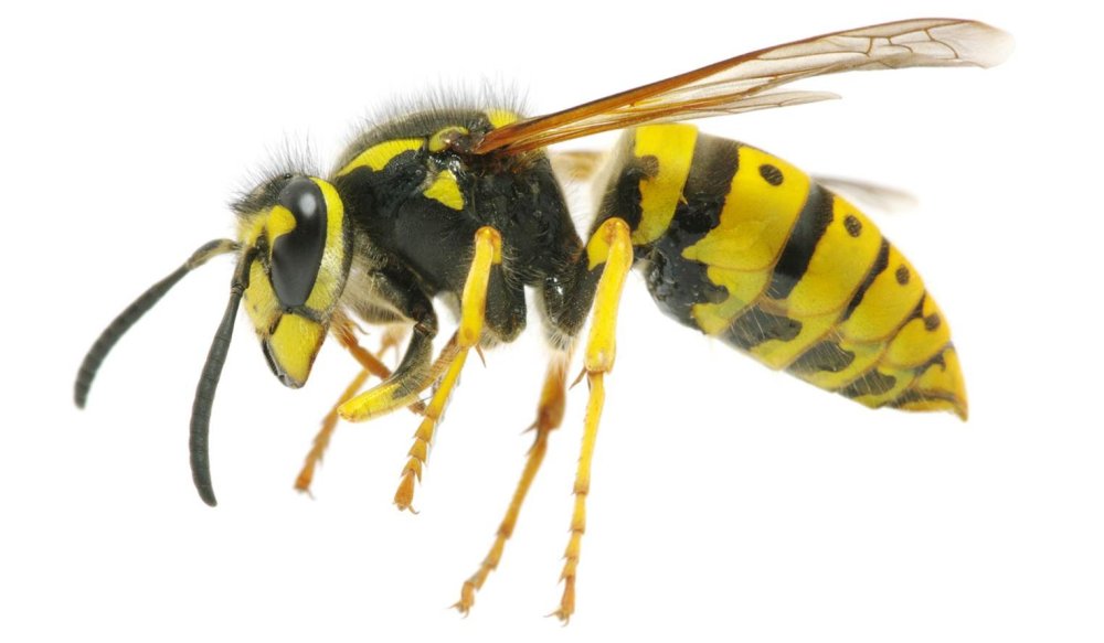 Оса Yellow Jacket