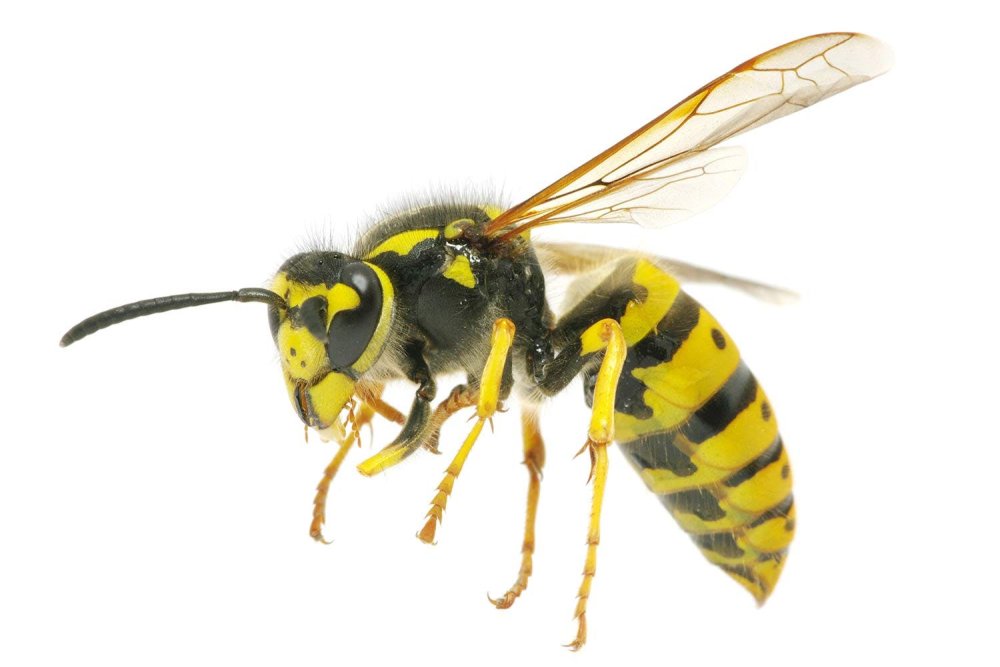 Картина Оса на белом фоне