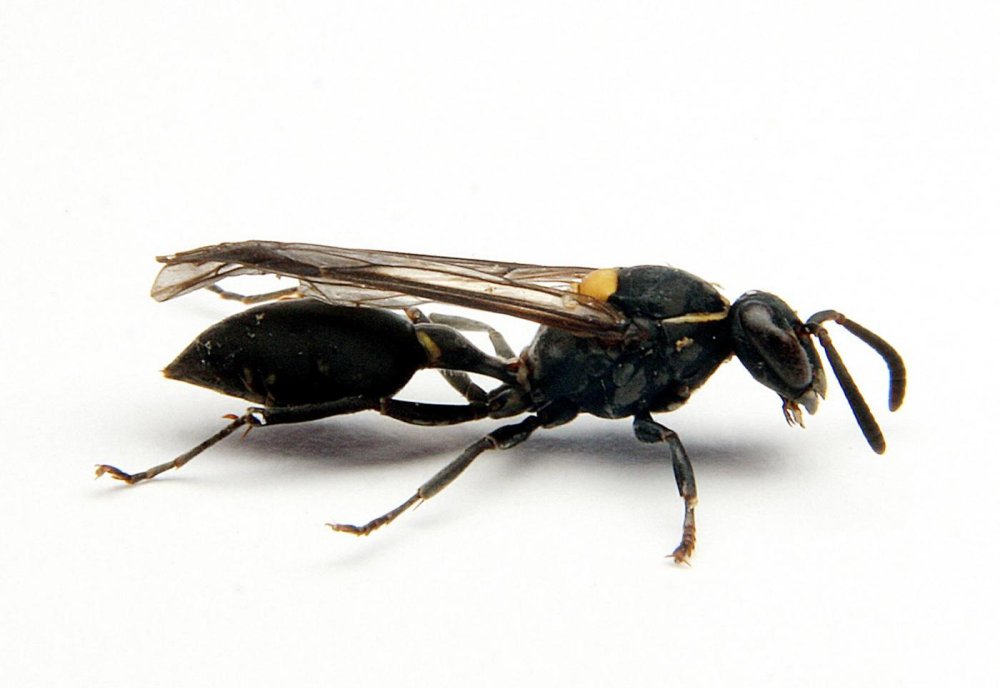 Несколько пчел на белом фоне