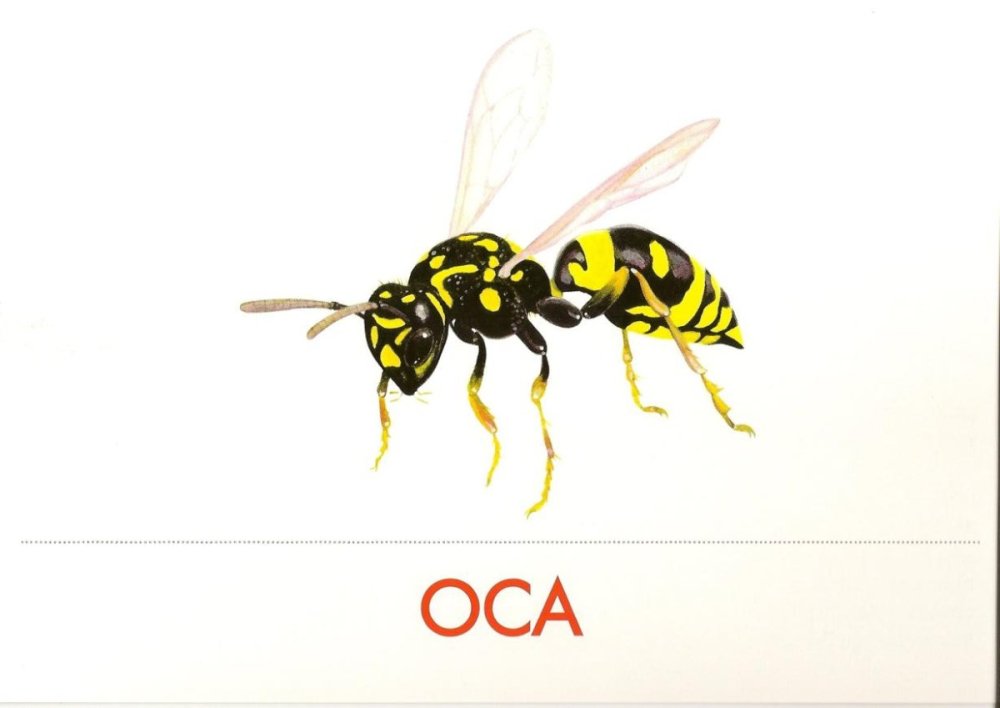 Большая Оса на белом фоне