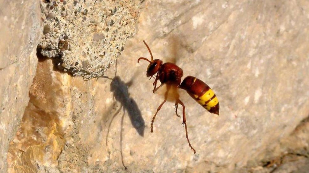 Оса на белом фоне