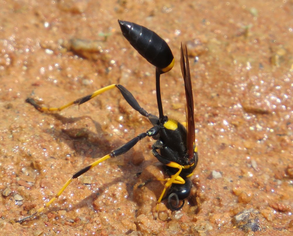 Оса на белом фоне