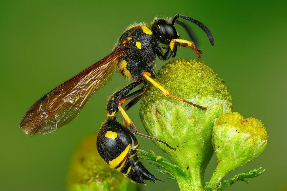 Ancistrocerus trifasciatus самка