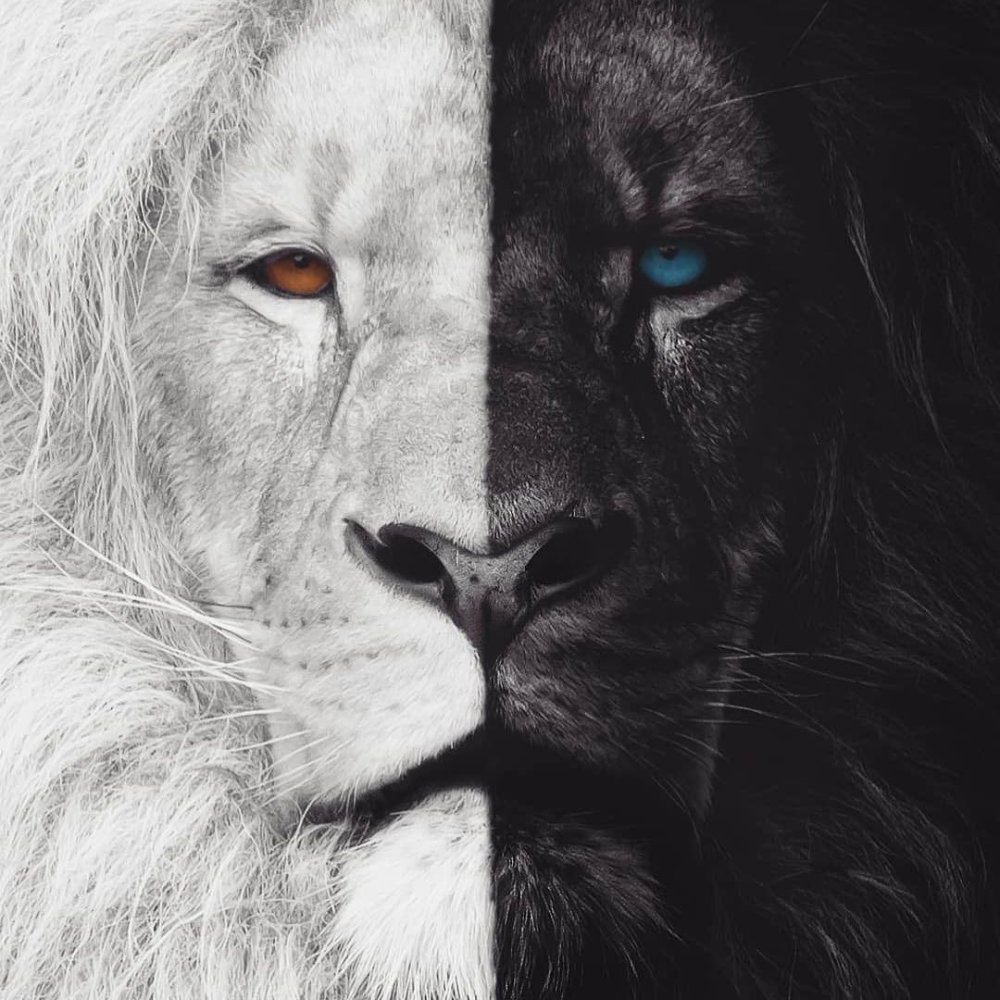 Лев черный белый
