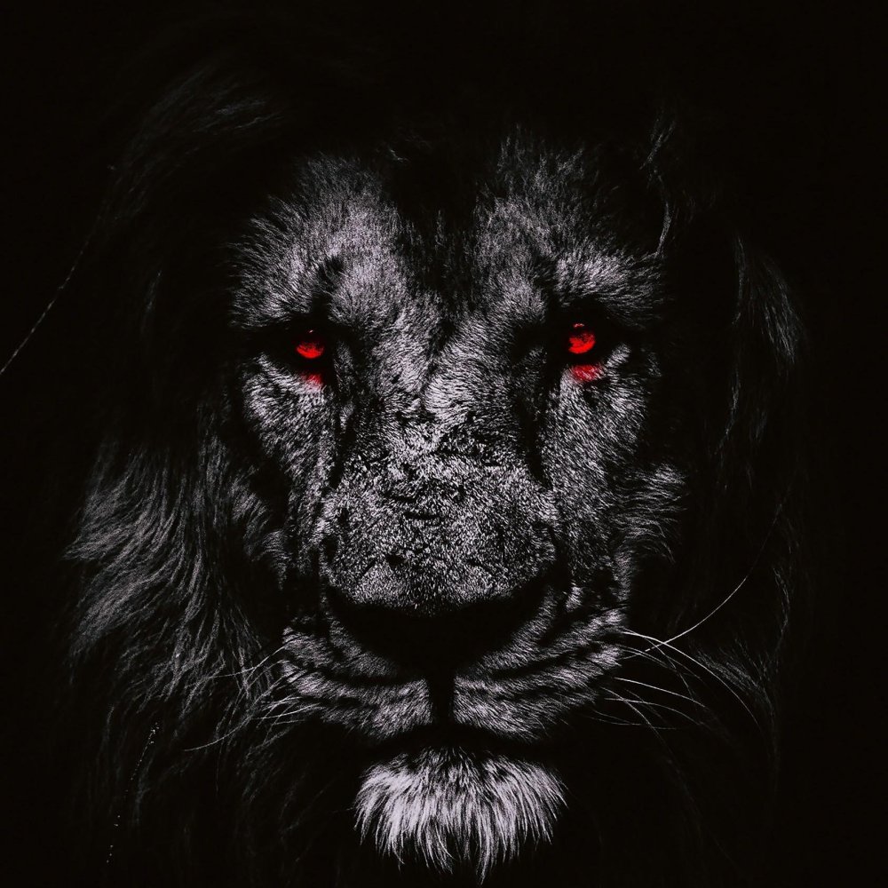 Черное на черном фоне