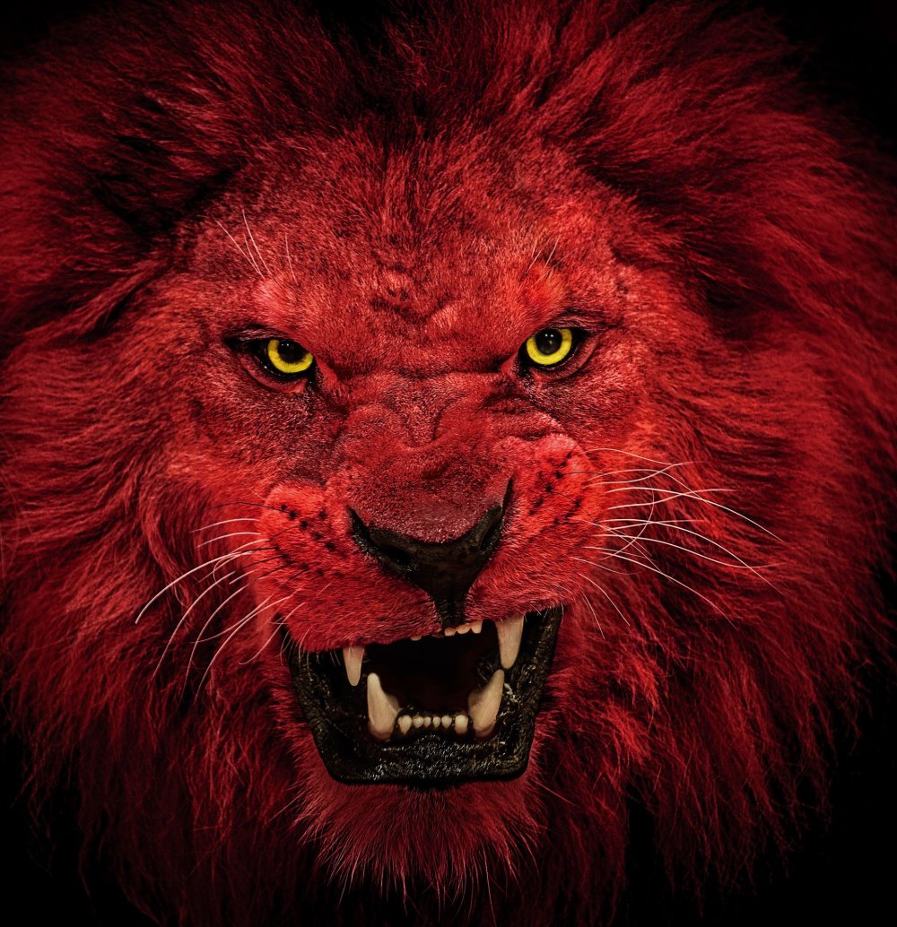 Лев с желтыми глазами
