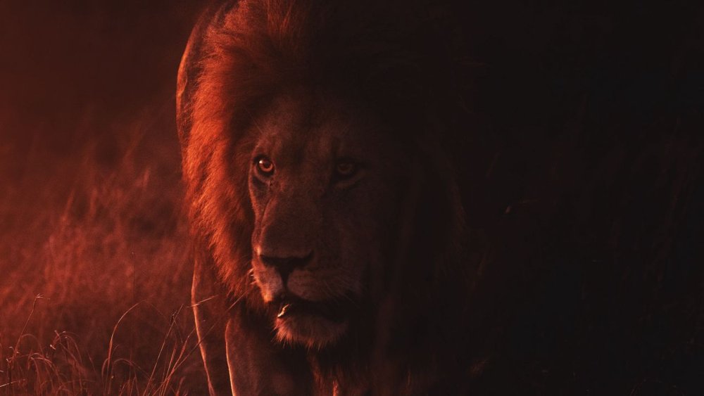 Черный волк на темном фоне