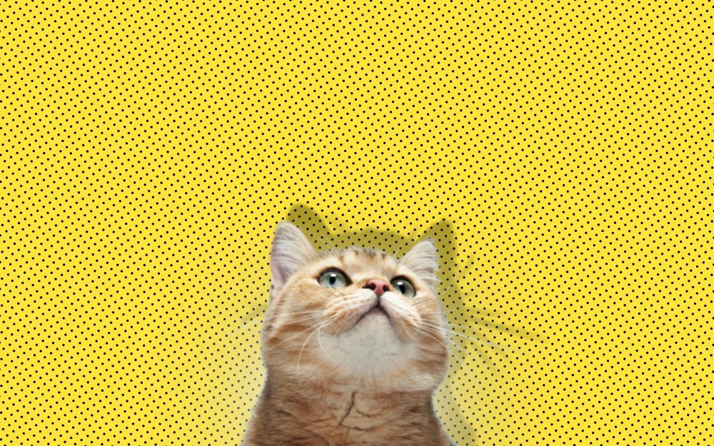 Много котят