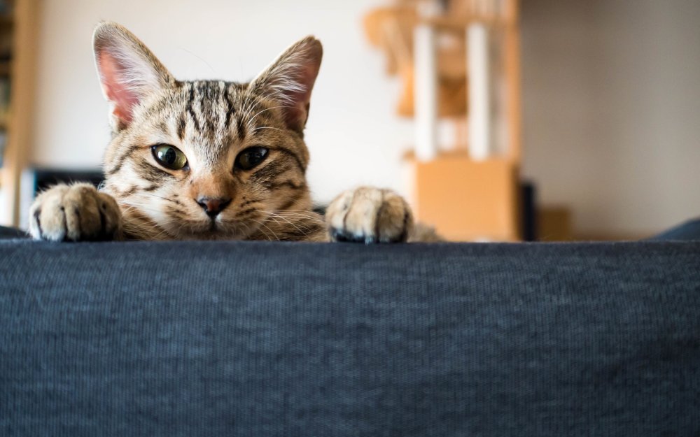 Фон с котиками