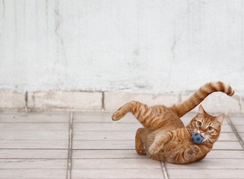 Кошки сидят в ряд