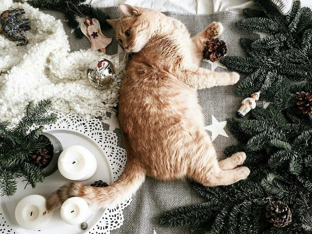 Кот на бежевом фоне