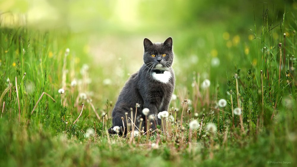 Лежак для кота