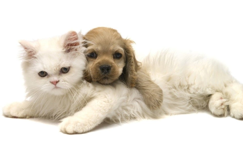 Милые животные на белом фоне