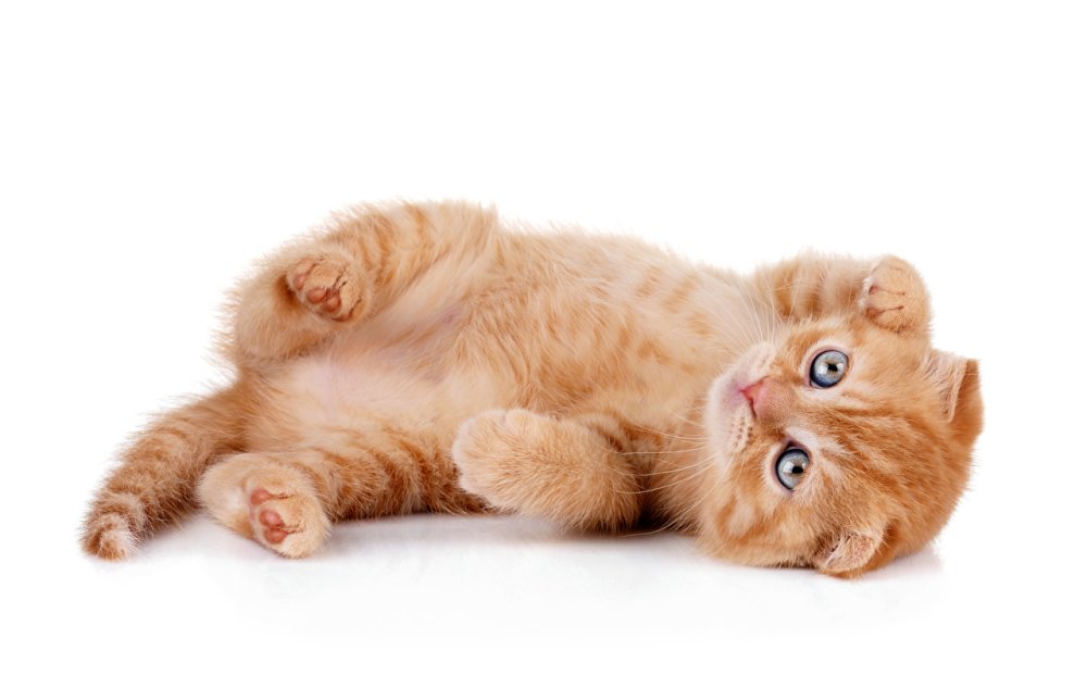 Обои со зверюшками