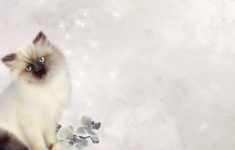 Фон с совушкой