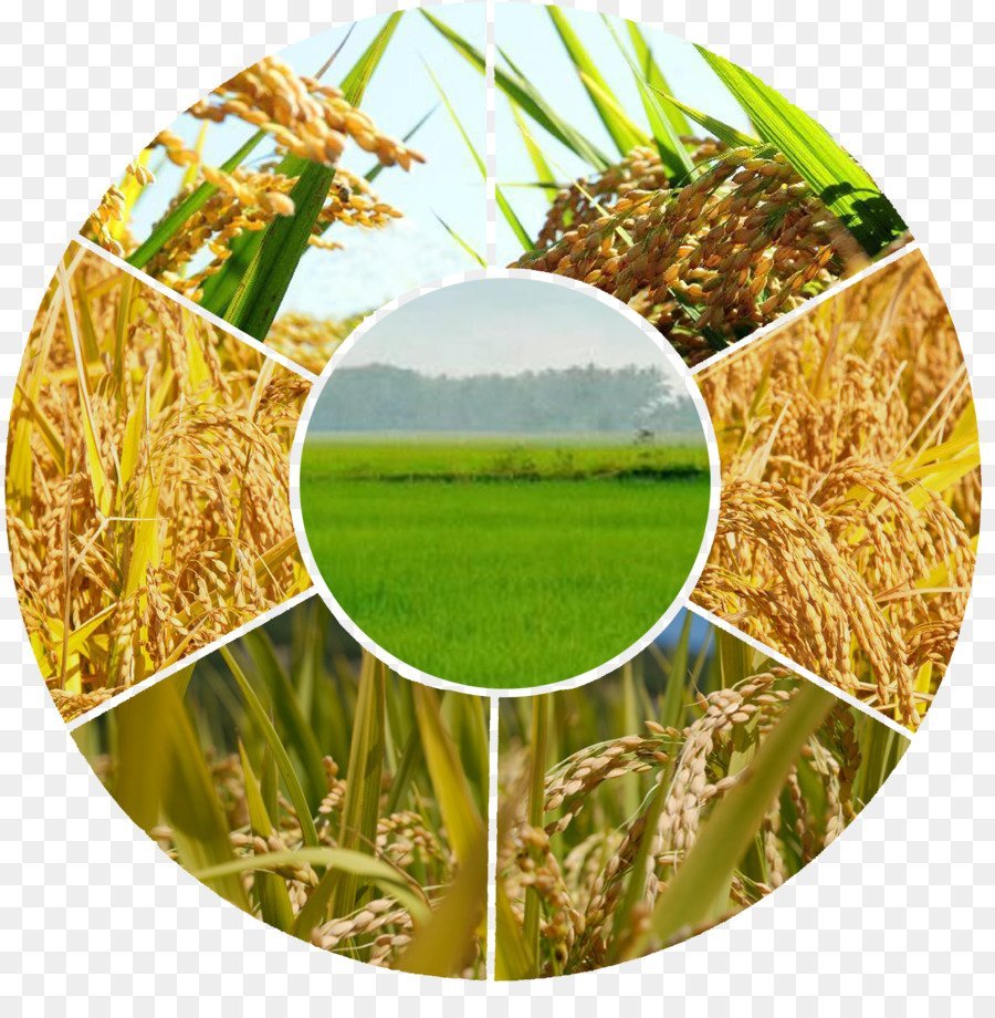 Рамка пшеница