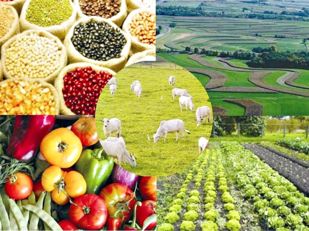 Растениеводство ярового ячменя