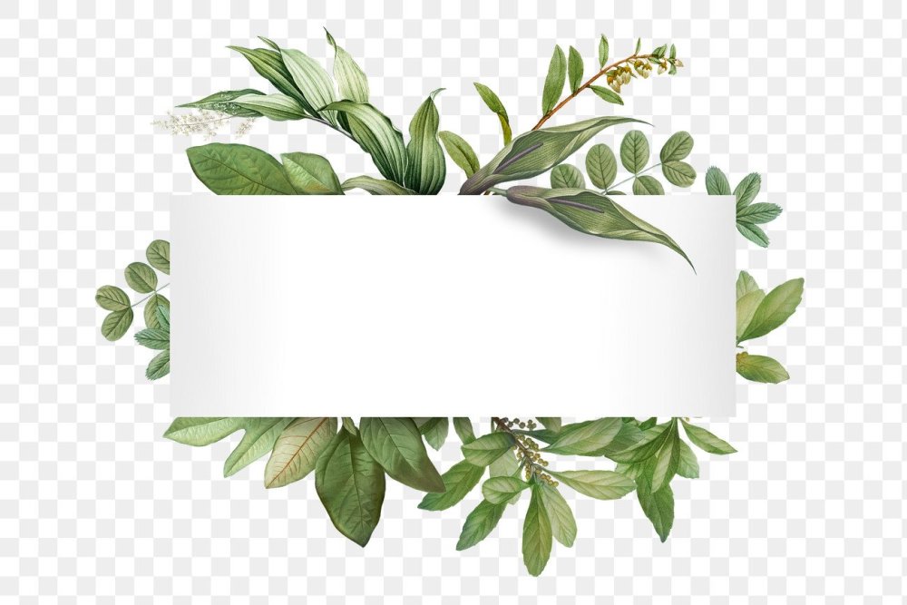 Лист эко вектор