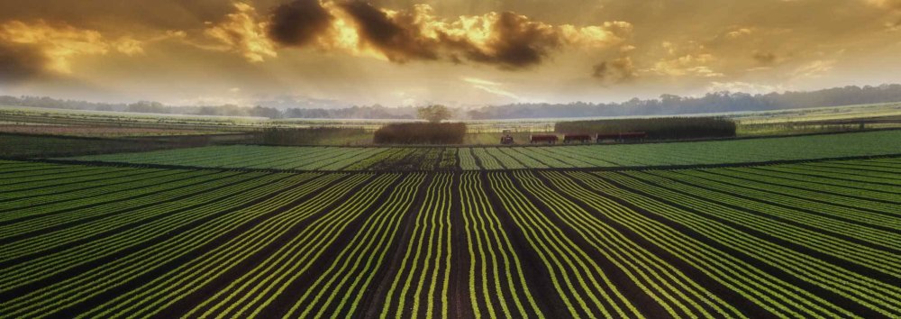 Ананас обои