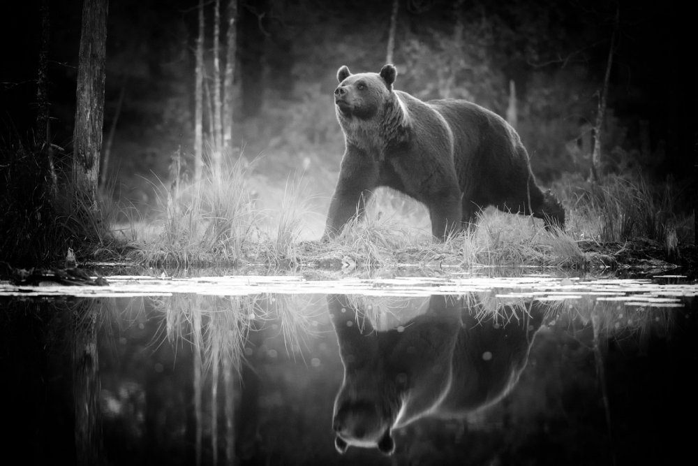 Собака на темном фоне