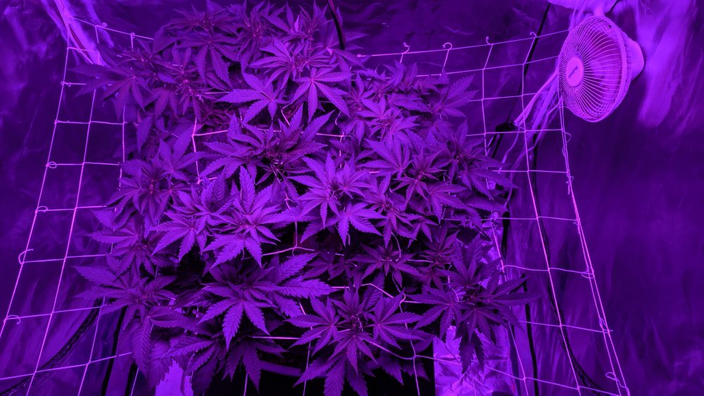 Ретровейв Метеор