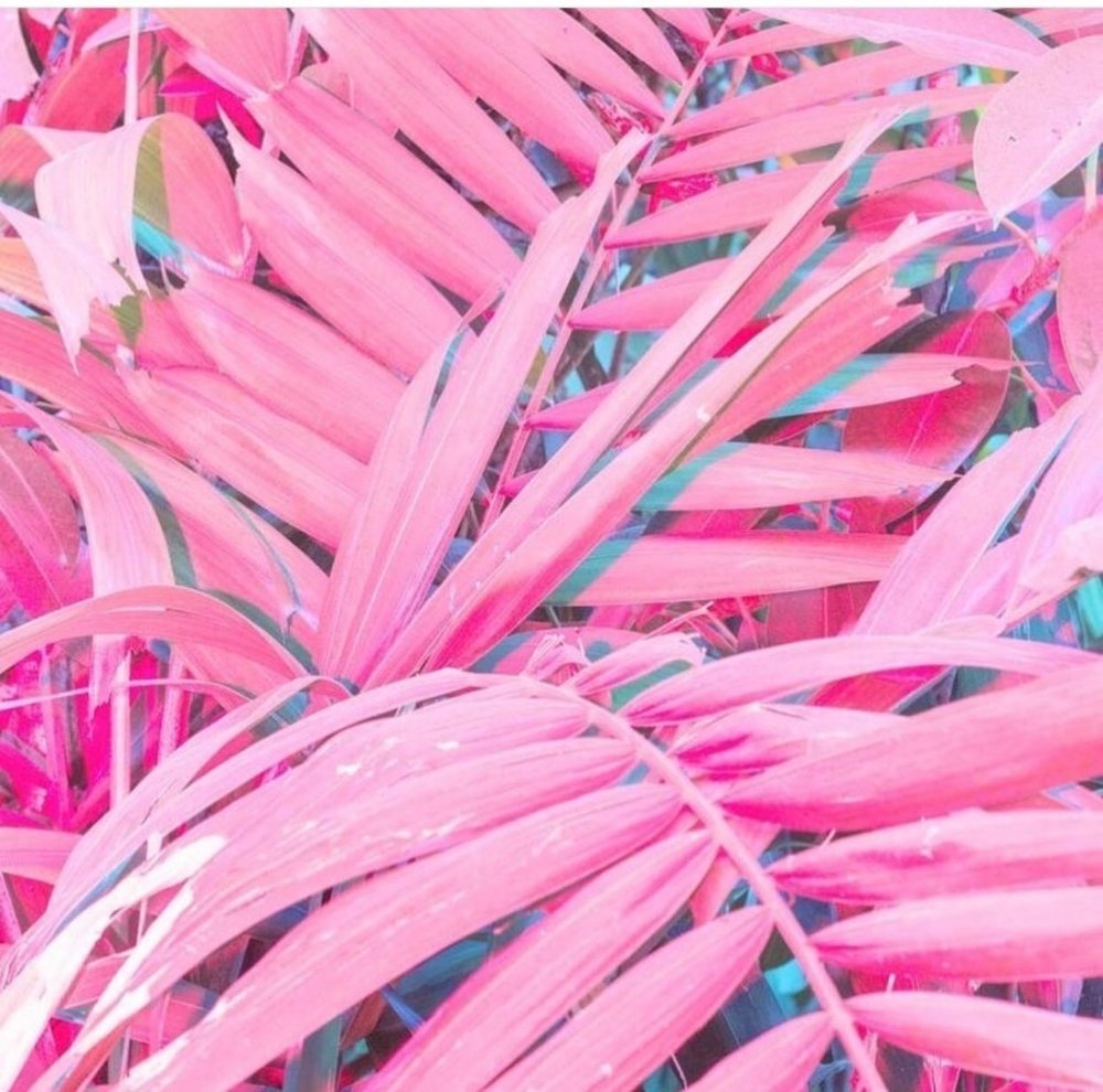 Розовый папоротник