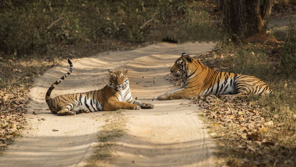 Сафари тигр