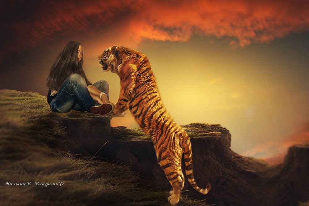 Тигрица на закате