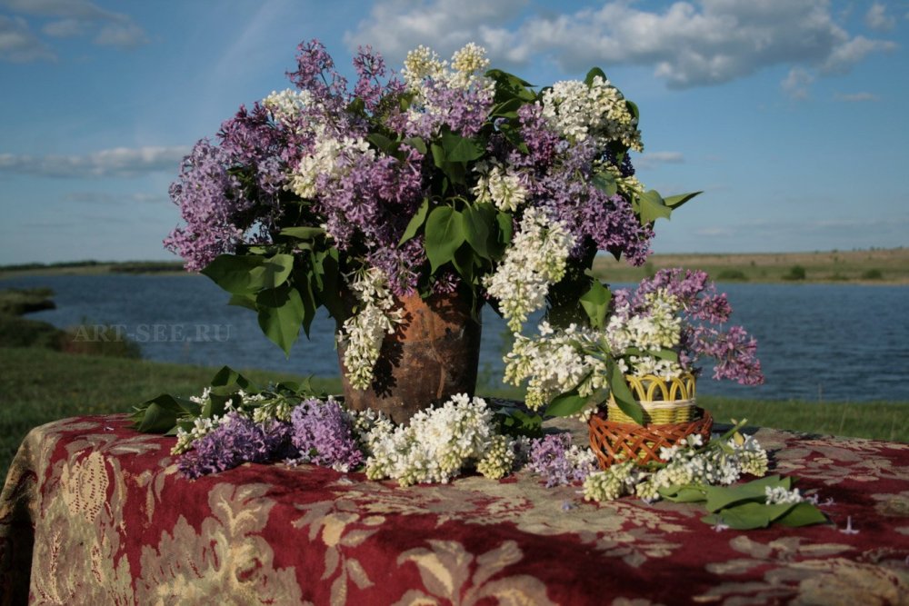 Сирень Верховская