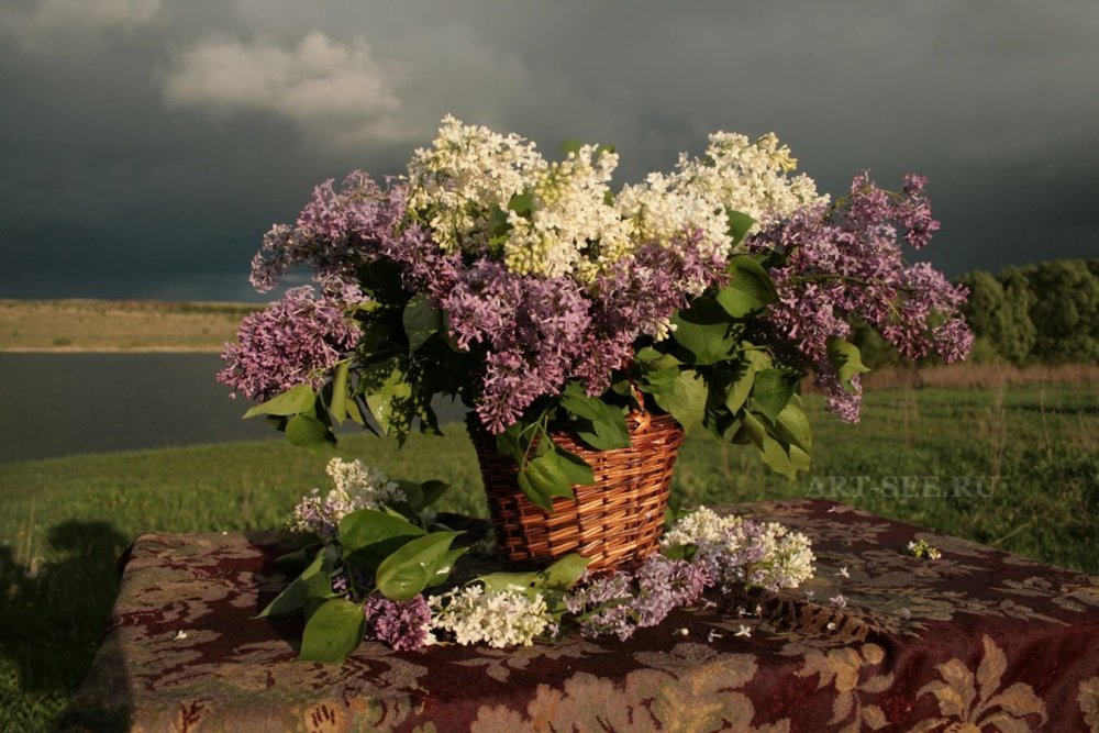 Сирень петербурженка