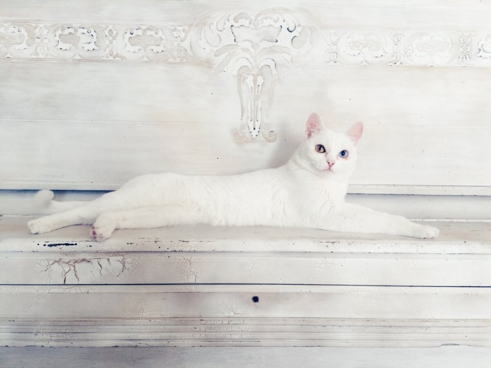 Кошка вид сверху